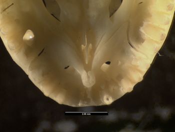 Media type: image;   Herpetology R-10380
